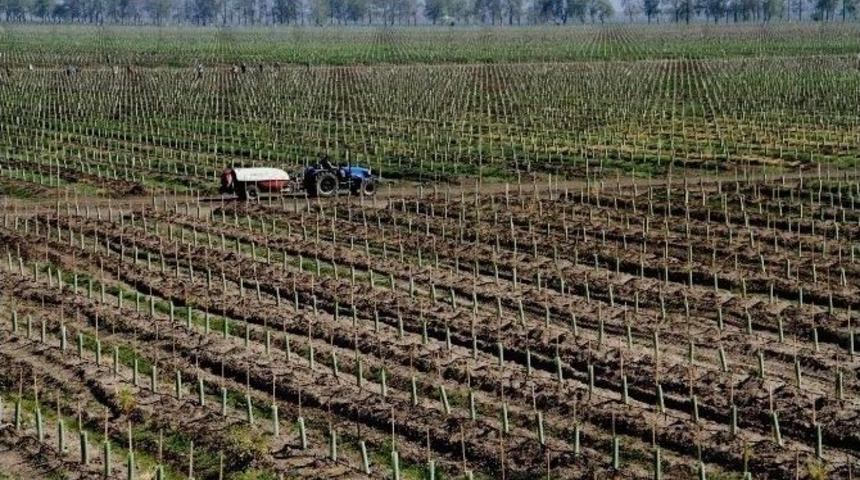 G&ouml;nen&rsquo;de Meyve &Uuml;retimi Artıyor