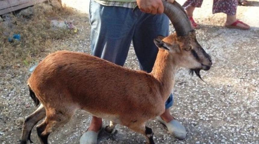 Yaralı Dağ Ke&ccedil;isi K&ouml;yl&uuml;lerin Ağılına Sığındı