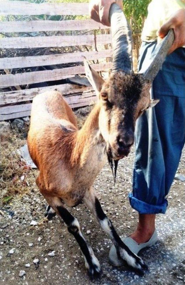 Yaralı Dağ Keçisi Köylülerin Ağılına Sığındı