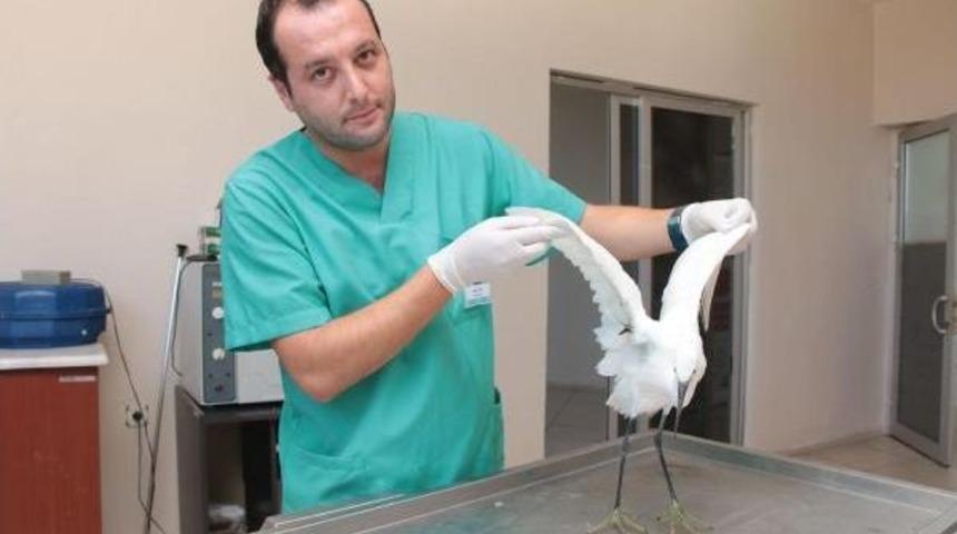 Beyaz Balık&ccedil;ıl, Doğal Yaşam Parkında Tekrar U&ccedil;acağı G&uuml;n&uuml; Bekleyecek