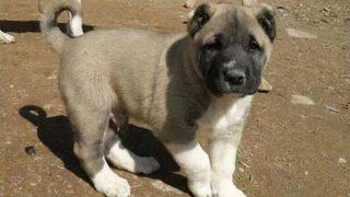 Çökelez'in Aslanları Altın Doğuruyor