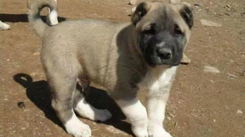 Çökelez'in Aslanları Altın Doğuruyor