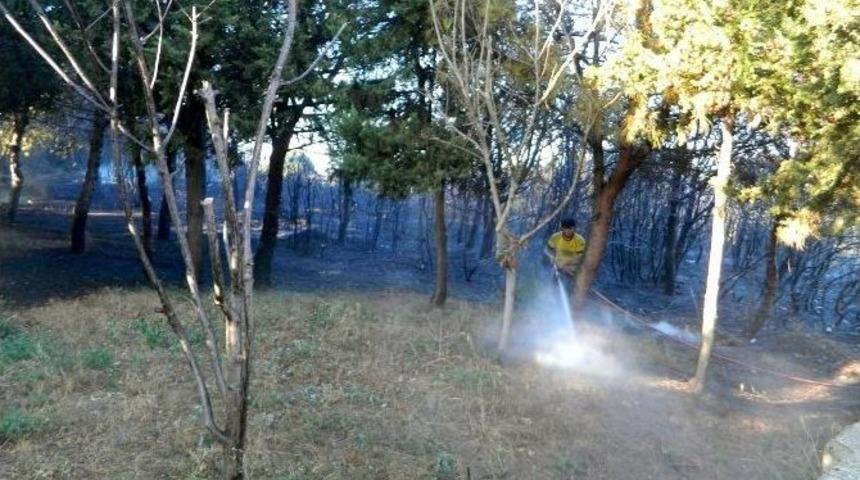 Mudanya&rsquo;da 3 Hektar Ormanlık Alan K&uuml;l Oldu