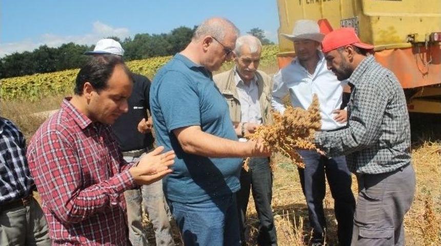 Astronot Yiyeceği Kinoa&rsquo;nın İlk Hasadı Başlıyor