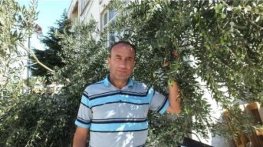 Zeytincinin G&ouml;z&uuml; G&ouml;kte