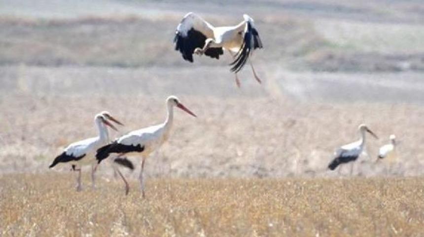 Tarla Faresiyle Mücadelede Çiftçinin En Büyük Yardımcısı Leylekler