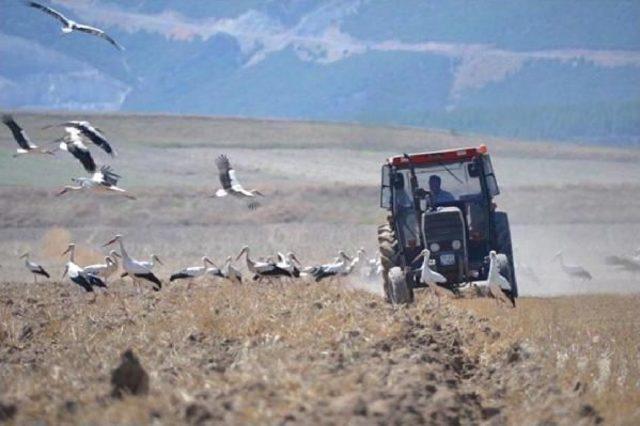 Tarla Faresiyle Mücadelede Çiftçinin En Büyük Yardımcısı Leylekler