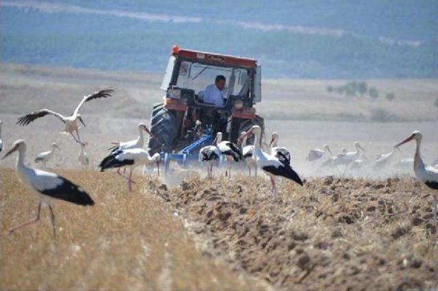 Tarla Faresiyle Mücadelede Çiftçinin En Büyük Yardımcısı Leylekler