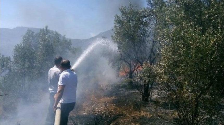Bilecik&rsquo;te Zeytinlik Alanda Yangın: 1 Yaralı