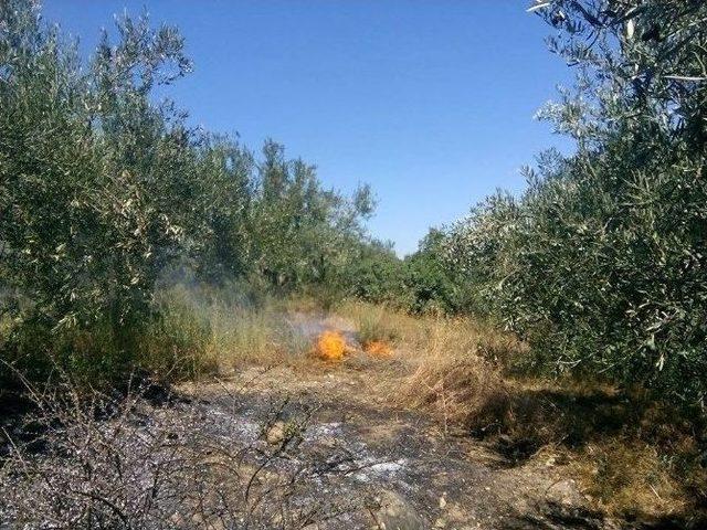 Bilecik’te Zeytinlik Alanda Yangın: 1 Yaralı