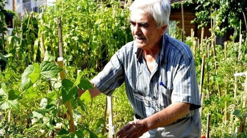 Hobi Bah&ccedil;elerinde Hasat D&ouml;nemi