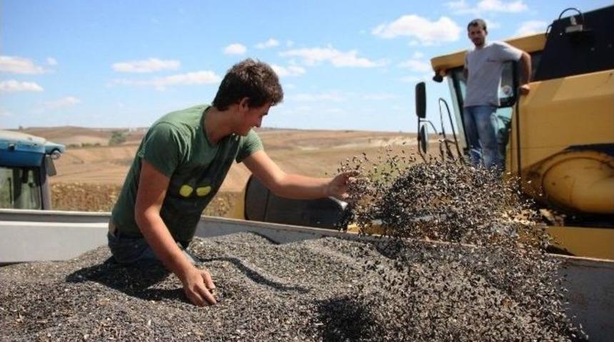 Tekirdağ&rsquo;da Ay&ccedil;i&ccedil;eği Hasadı Başladı
