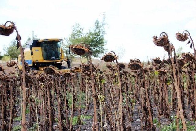 Tekirdağ’da Ayçiçeği Hasadı Başladı