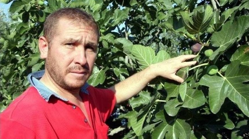 Krali&ccedil;e İnciri Altınla Yarışıyor