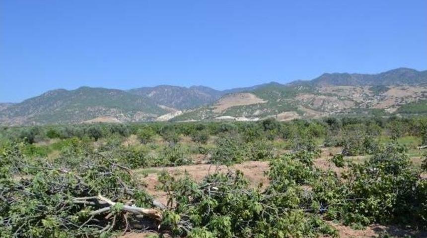 Buharkent'teki Incir Ağa&ccedil;larına Jeotermal Darbesi