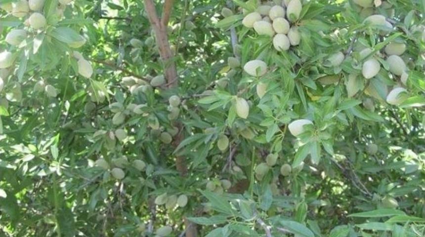 Niğde&rsquo;de K&ouml;yl&uuml;lere Ek Gelir Badem Ve Ceviz Fidanı Dağıtılacak