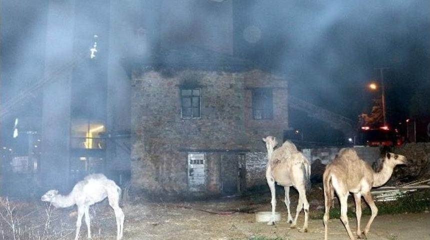 Turistleri Gezdiren Develer Yanmaktan Son Anda Kurtarıldı
