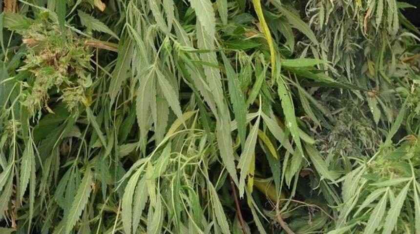 Muğla&rsquo;da Yasa Dışı Ekim Operasyonu