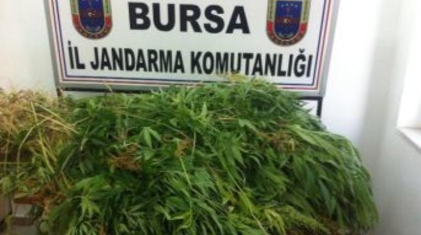 Bursa&rsquo;da Uyuşturucu Operasyonu