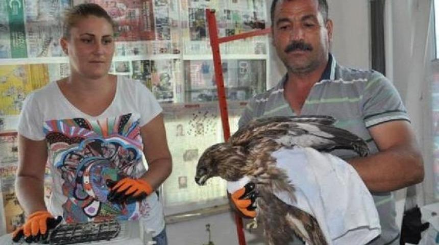 Yaralı Şahin, Koruma Altına Alındı