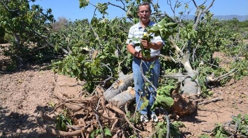 Jeotermal Kuyu İ&ccedil;in İncir Ağa&ccedil;larının Kesilmesine Tepki