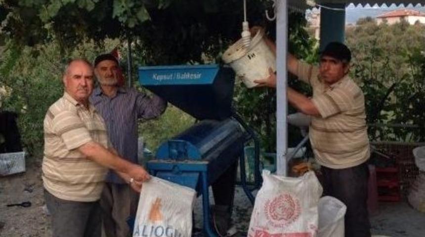 Selendi&rsquo;de Badem Hasadı Başladı