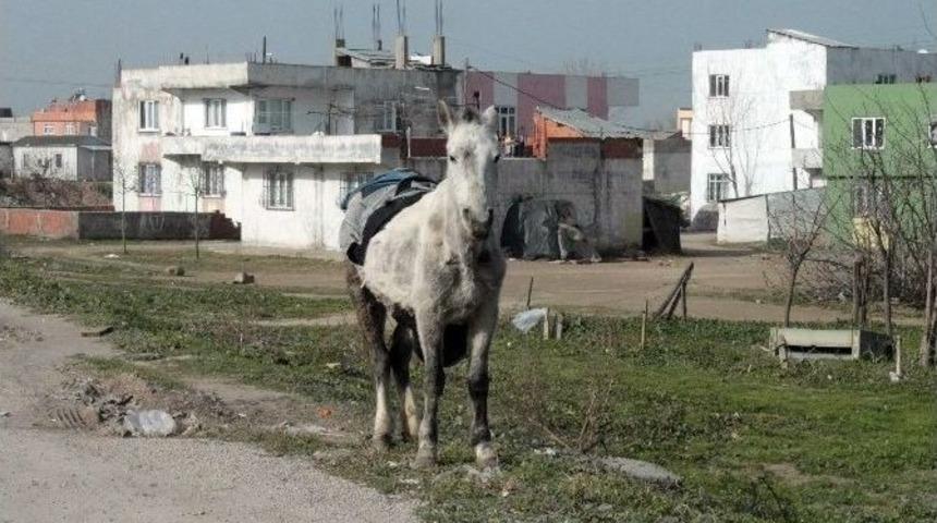 (&ouml;zel Haber) At Eti Taciri Hapisten &Ccedil;ıktıktan Sonra Yine Su&ccedil; &Uuml;st&uuml; Yakalandı