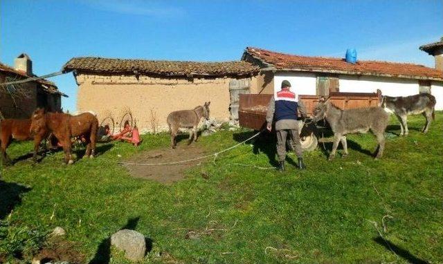 (özel Haber) At Eti Taciri Hapisten Çıktıktan Sonra Yine Suç Üstü Yakalandı