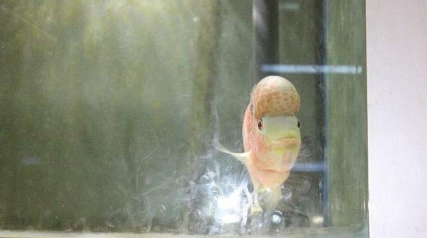 (&ouml;zel Haber) S&uuml;s Balıklarına Rağbet Artıyor