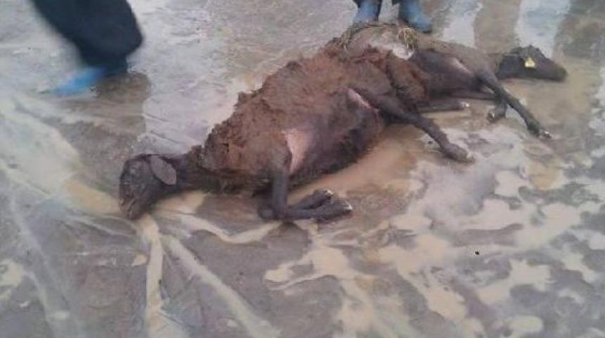 Iğdır'da Taşkın Nedeniyle 3 Bin K&uuml;&ccedil;&uuml;kbaş Hayvan Telef Oldu