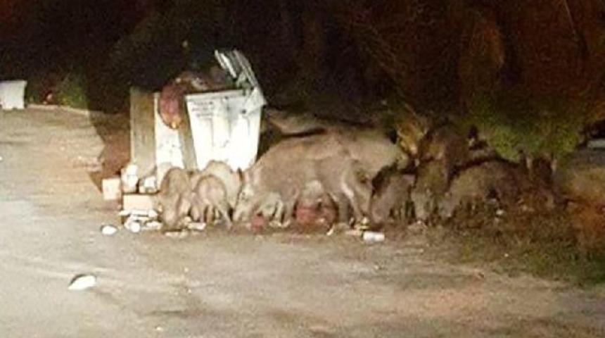 Domuzlar, Erdek Sahiline Indi