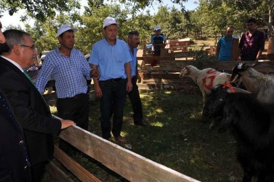 Bilecik&rsquo;te &rsquo;ko&ccedil;, Teke Yarışması&rsquo; Ve &rsquo;katım&rsquo; T&ouml;reni