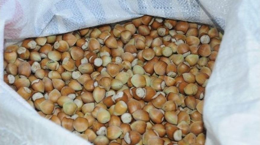 (&ouml;zel Haber) Karadeniz Fındığına Rakip Geliyor