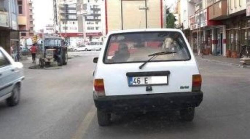 Kuzunun İlgin&ccedil; Yolculuğu