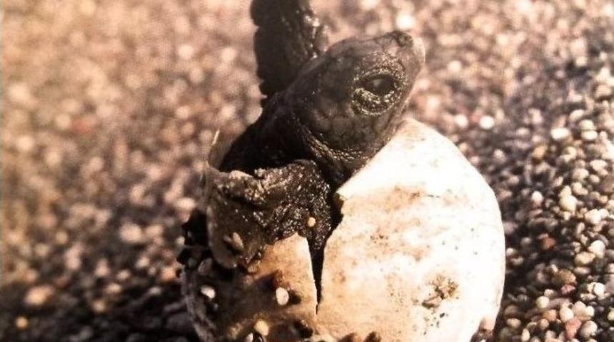 İztuzu’nda Caretta Krizi