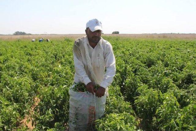 Edirne'de Yılda 60 Ton Tava Ciğer Garnitürü Acı Biber Kurutuluyor