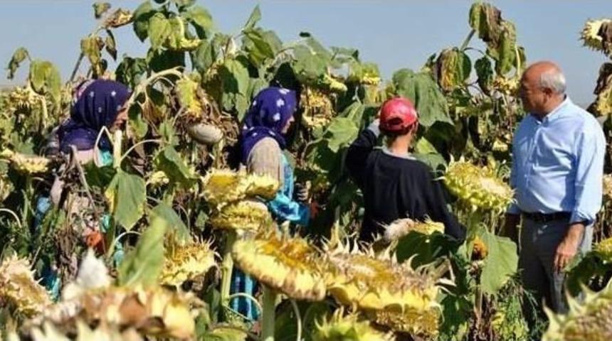 &Ccedil;akır&ouml;zer Ay&ccedil;i&ccedil;eği Tarlasında