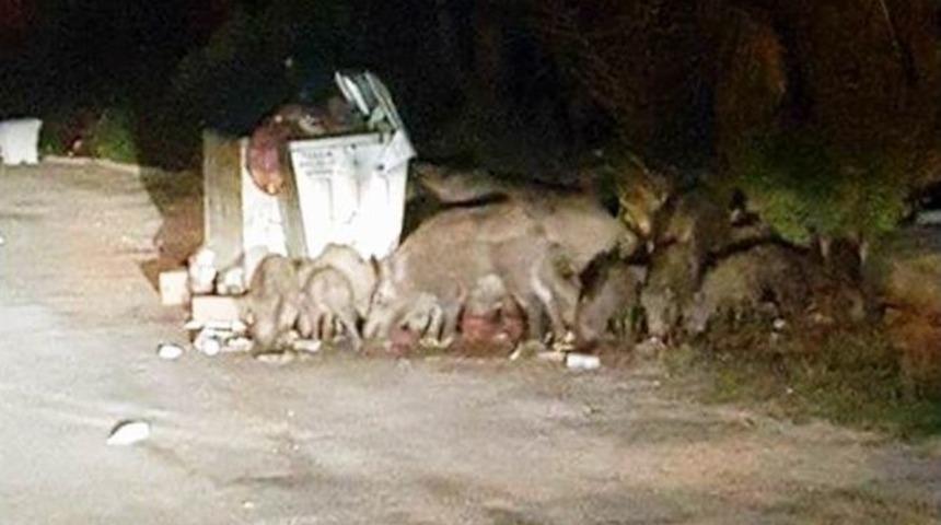 A&ccedil; Kalan Domuzlar Sahile İndi