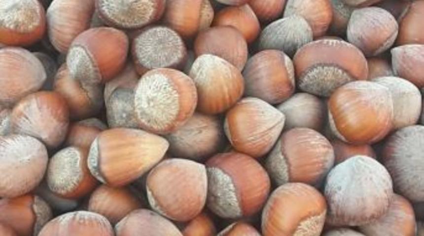 Fındık Rekoltesi Beklenenden D&uuml;ş&uuml;k