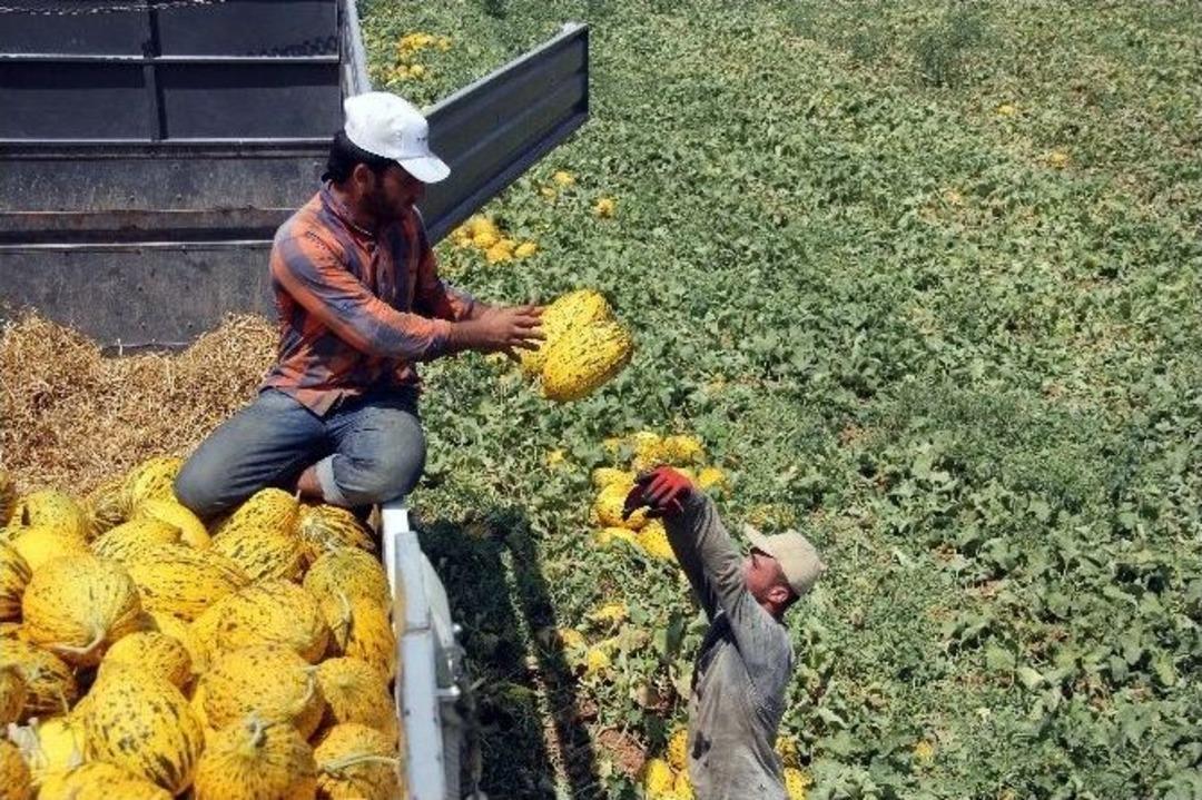 150 Lira İ&ccedil;in Gece İş Başı Yapıyorlar