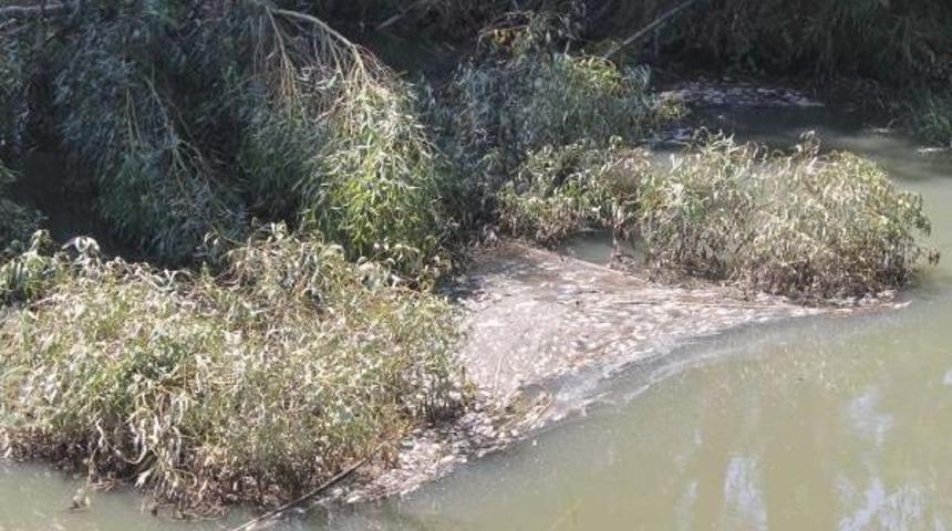 Atakent'te Yüzlerce Balık Sulama Kanalında Öldü
