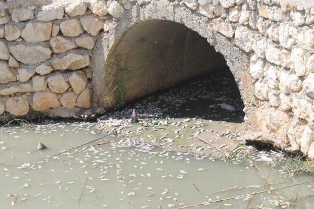 Atakent'te Yüzlerce Balık Sulama Kanalında Öldü