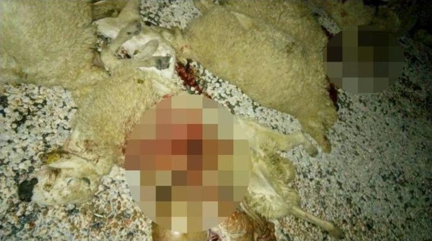 Kırşehir&rsquo;de Otomobil S&uuml;r&uuml;ye &Ccedil;arptı