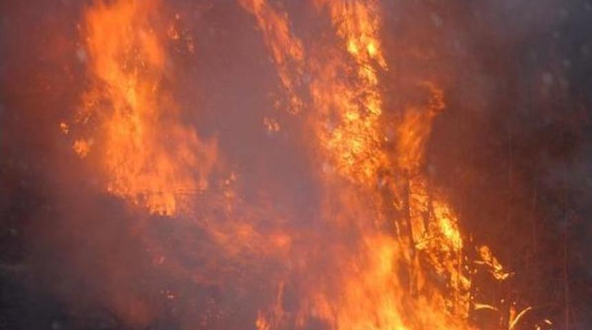 Şehidin Adını Taşıyan Hatıra Ormanı Yandı