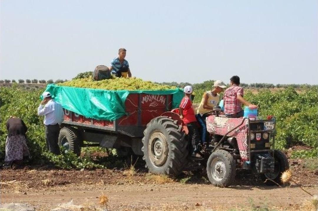 Kilis&rsquo;te &Uuml;z&uuml;m Hasadı Başladı