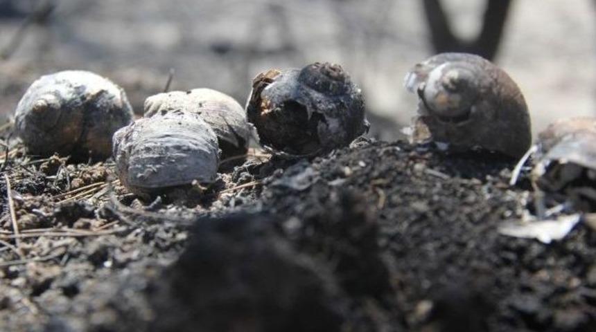 Yangında Telef Olan Hayvanlar G&uuml;n Y&uuml;z&uuml;ne &Ccedil;ıktı