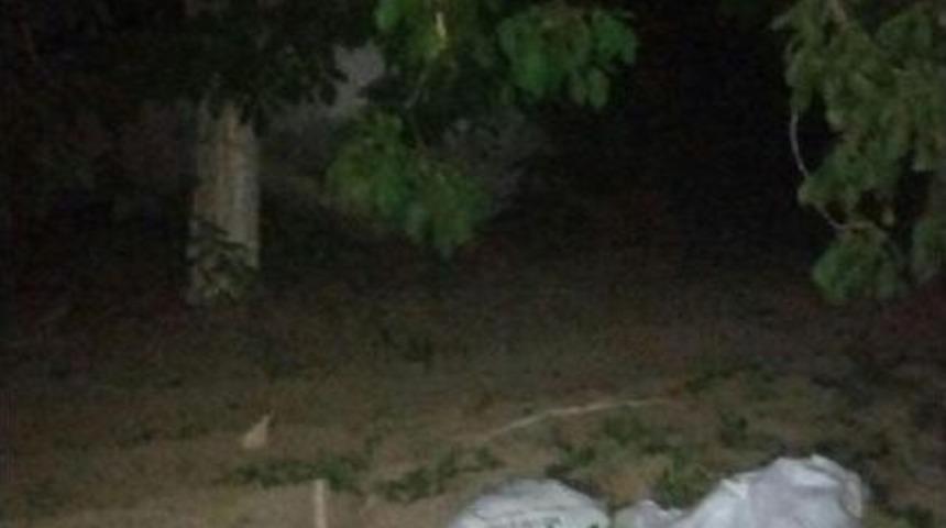 Ağa&ccedil;taki Cevizi &Ccedil;alanlardan Biri Yakalandı