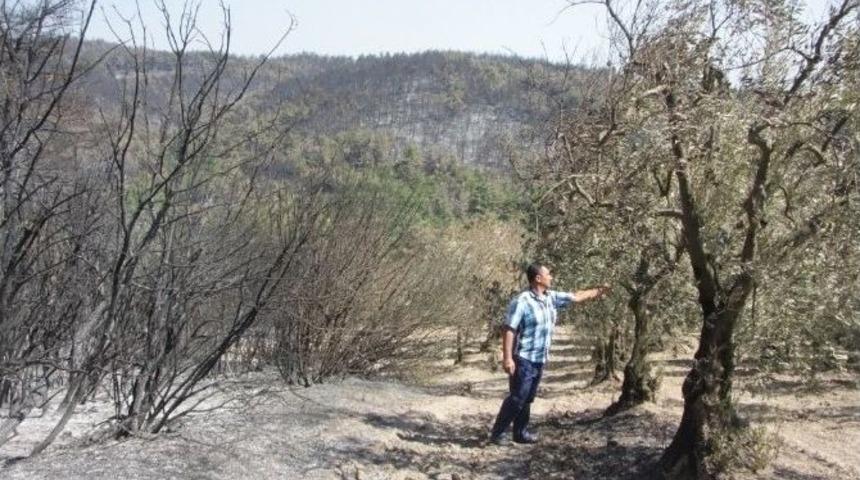 Orman Yangını Meyve Bah&ccedil;elerini De Vurdu