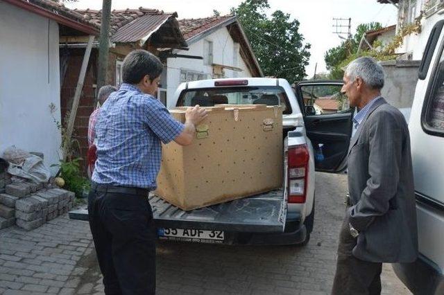 Yaralı Karaca Şehre İndi