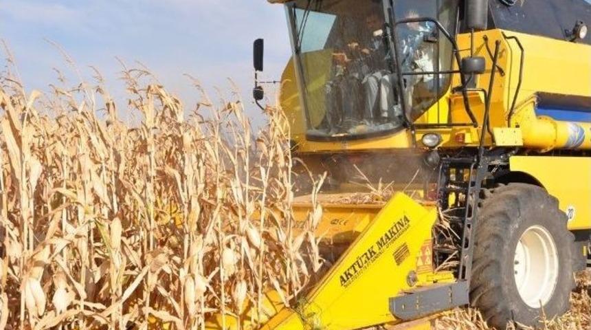 Hatay&rsquo;da Mısır Hasadına Başlandı